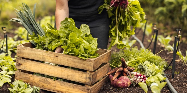 Person carrying wooden crates containing just harvested lettuce, radish and carrots