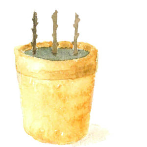 Potting Compost