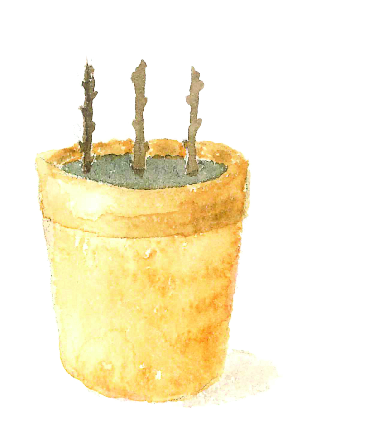 Potting Compost