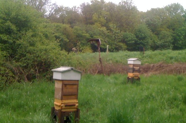 Two wooden beehives in a grassy field surrounded by tall trees in summer.