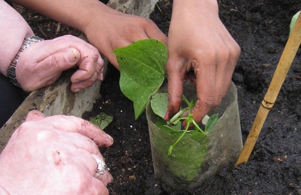 Hands place a runner bean seedling into a small plastic cloche made from a recycled bottle