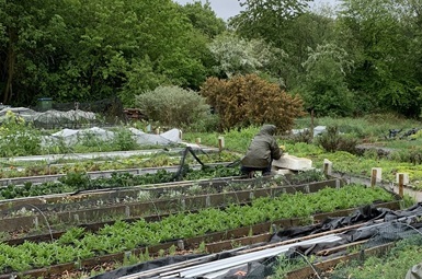 A field of leafy green crops arranged in several rows with trees in the background. A grower with back to camera harvests crops, placing them in a large white box.