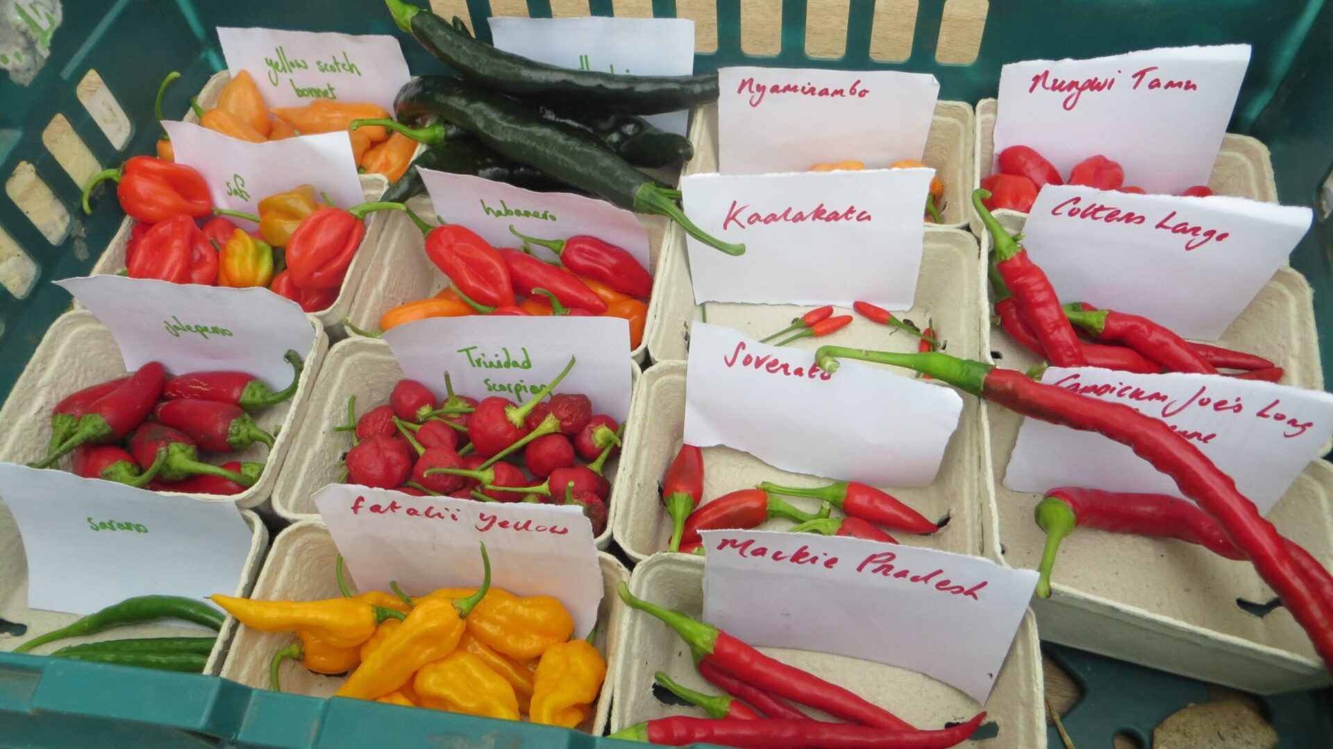 Several small tubs containing individual varieties of fresh chilli fruits