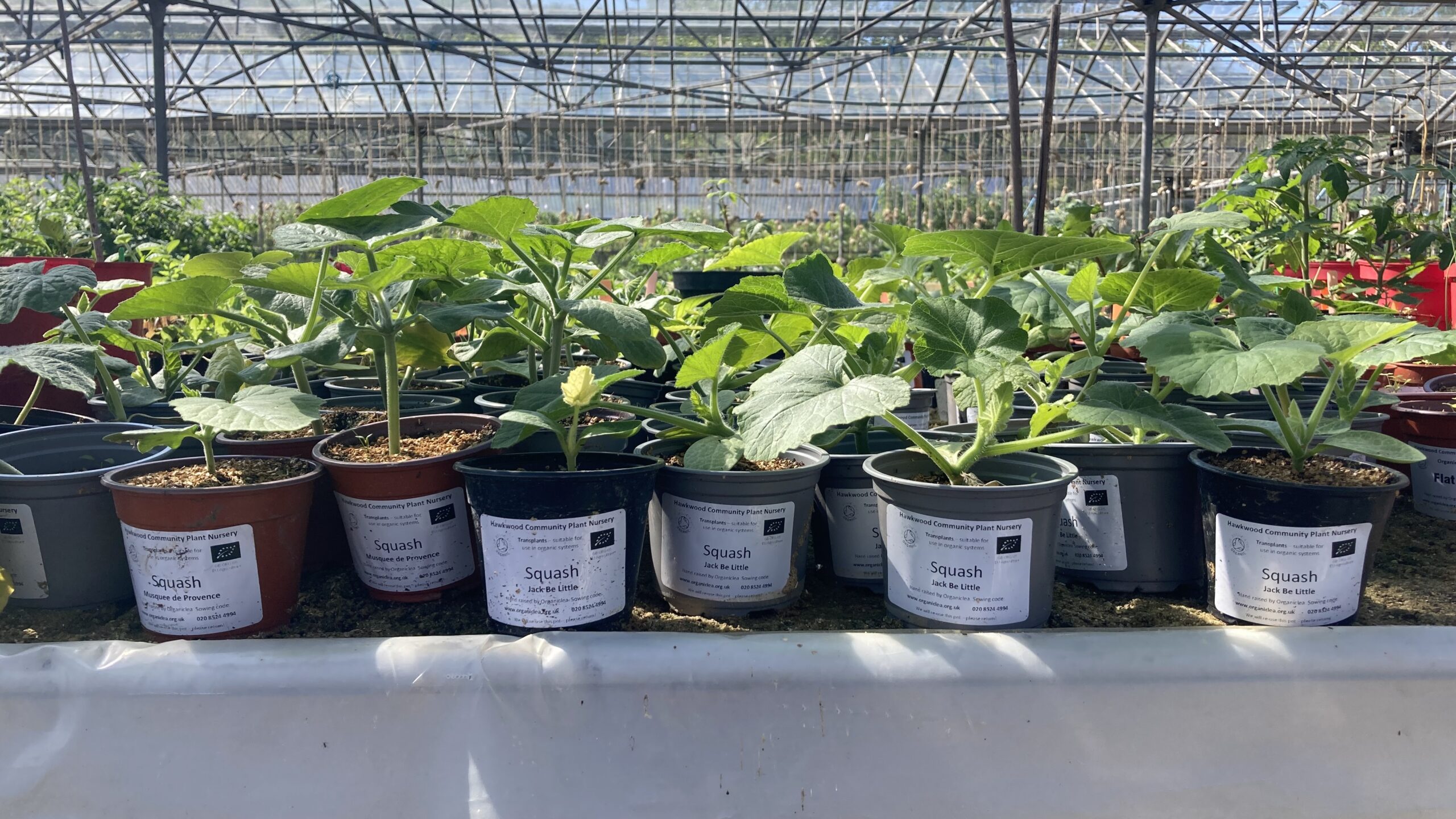 Rows of young organic plants in labelled pots ready for sale