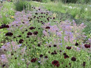 A field of flowering plants in full bloom including blue Borage officinalis and dark red Scabious. 