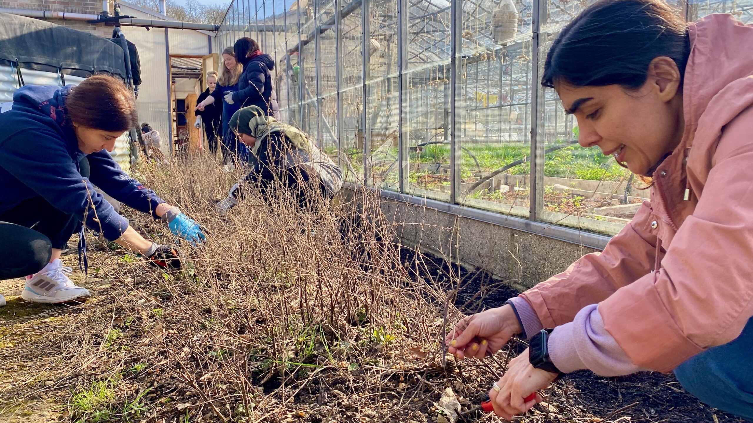 Volunteers weeding out old, dry crops from a raised bed in a greenhouse