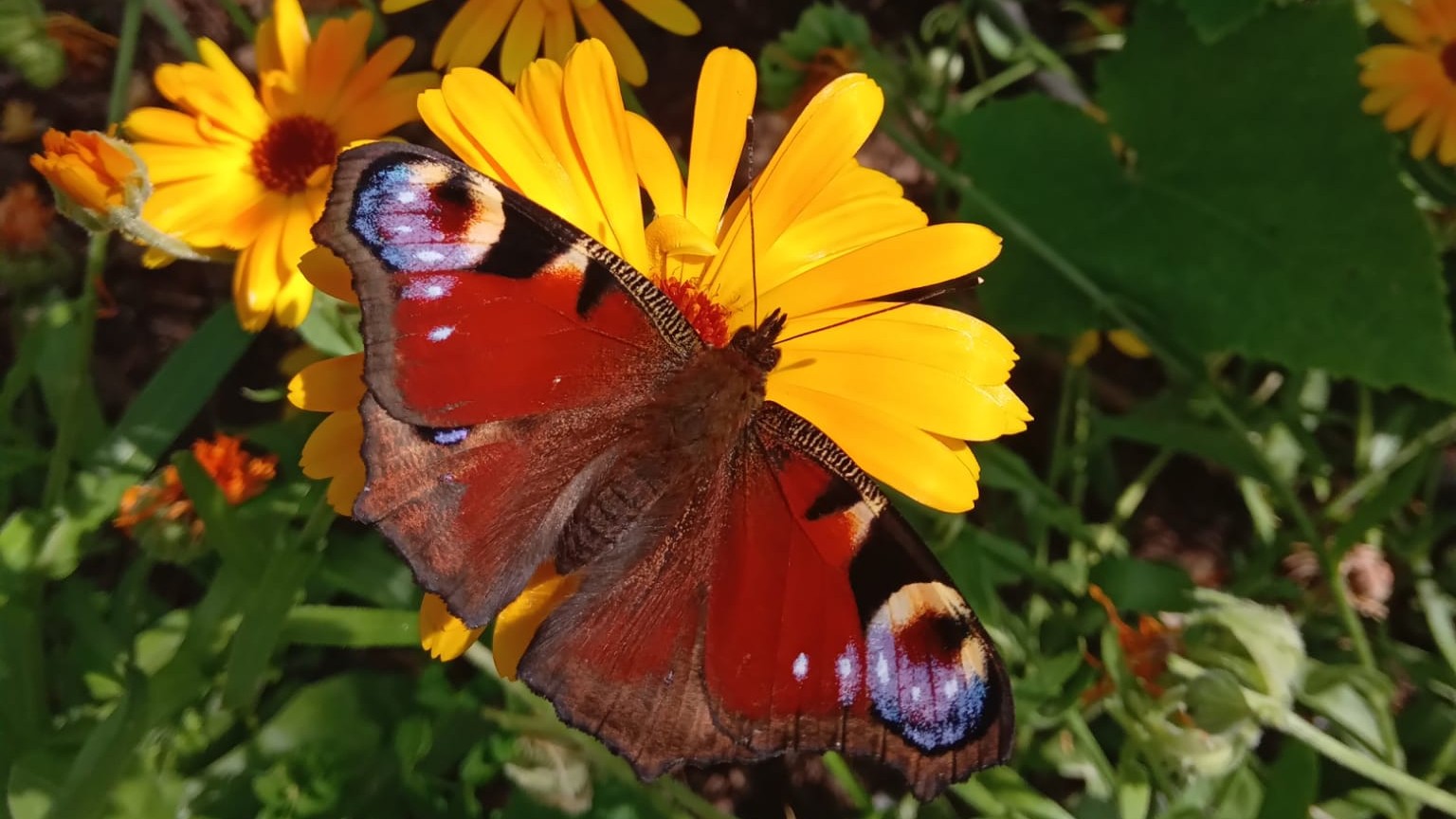 A Peacock butterfly with open wings seen from above and resting on a golden yellow flower.