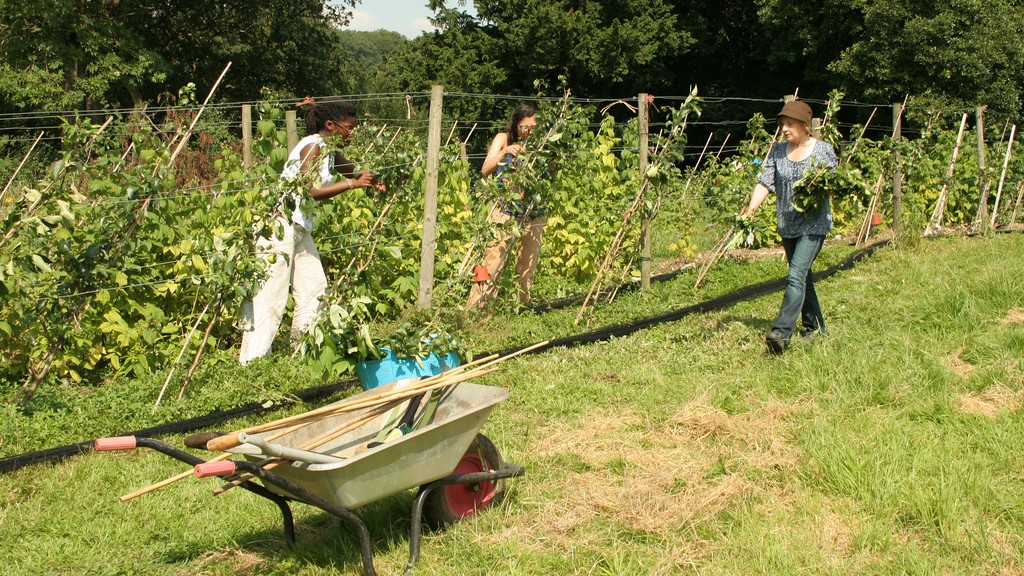 Growers tending several fruit tree cordons growing in close proximity to each other