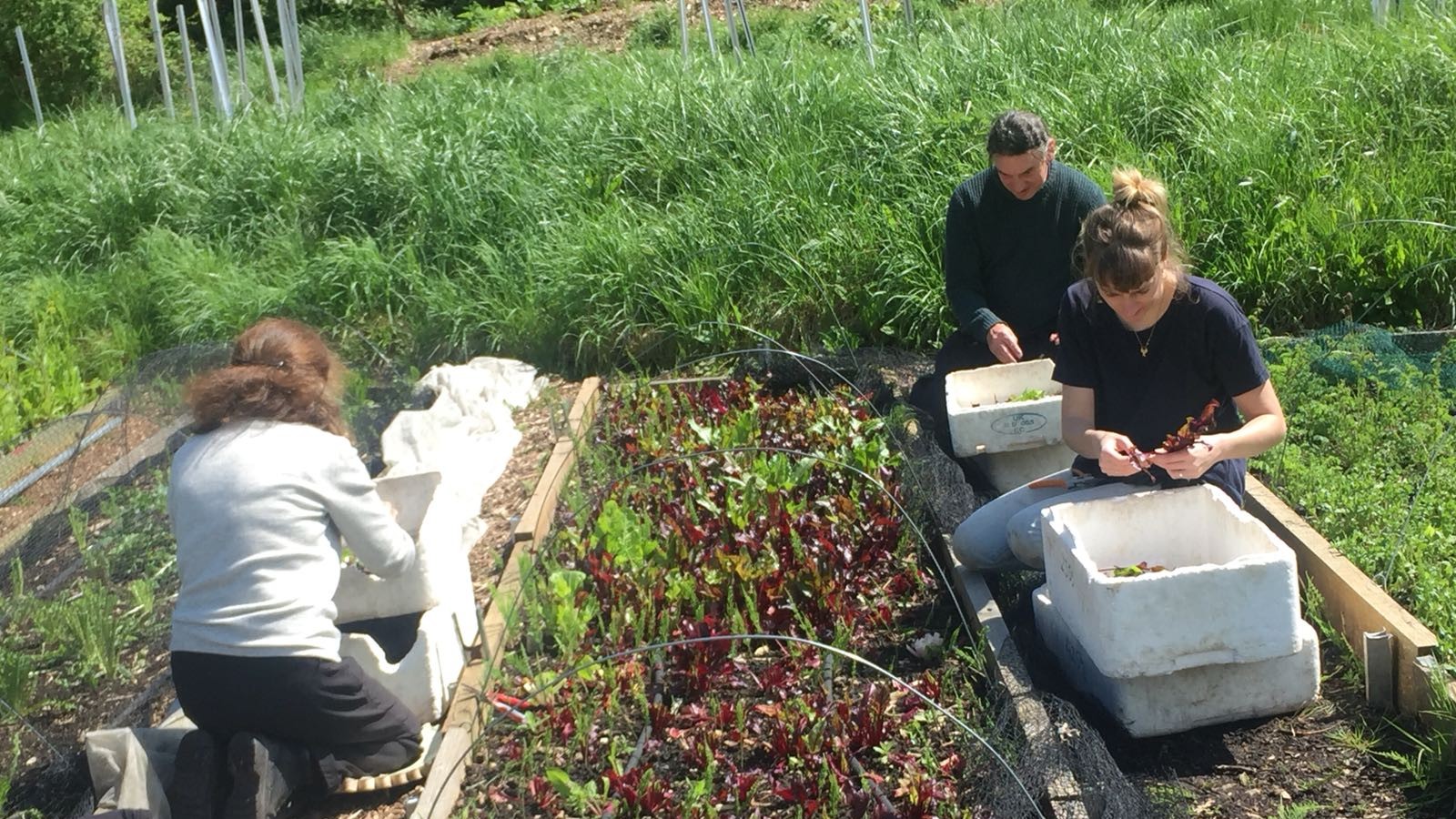 A grower and two volunteers harvesting salad leaves from raised beds on the salad terrace at Hawkwood Plant Nursery.