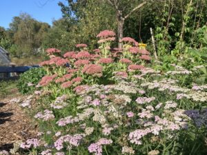 Summer flower bed with ice plants and yarrow in full bloom