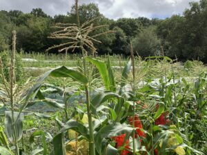 Sweetcorn and squash growing in the field at Hawkwood Nursery