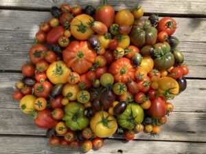 A large circular-shape arrangement of different sizes, shapes and colours of heritage tomatoes on a wooden tabletop