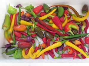 Box containing several different varieties of chilli including long yellow ones, short red types, a tiny purple variety and medium-size green chillies.