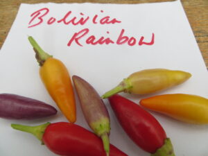 Bolivian Rainbow has small fruits ranging from purple, yellow and orange ripening to red. Origin: Bolivia. OGL Heat Rating: 7