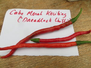Cabe Merah Keriting translates to 'curly red chilli'. Its thin, wiry fruit are ideal for satay sauce. Origin: Java, Indonesia. OGL Heat Rating: 3