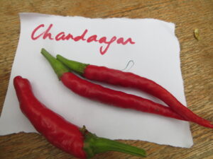 The seeds for the Chandanagar chilli were collected from a farmer in Chandanagar, Madya Pradesh, India. Origin: India. OGL Heat Rating: 2