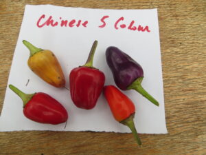 The 2cm-long Chinese Five Colour pods are yellow, purple, black and orange ripening to red. Origin: China. OGL Heat Rating: 7