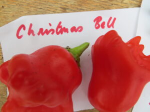 The Christmas Bell/Rose chilli grows in Portugal, where the 3cm-long pods decorate Christmas trees. Origin: Brazil. OGL Heat Rating: 4