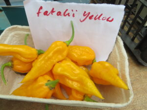 The bright yellow Fatalii Yellow fruit are high in the chemical compound dihydrocapsaicin, which gives a second, delayed heat. Origin: Central African Republic. OGL Heat Rating: 10+