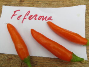 The 3-4cm-long orange Feferona pods are used to make preserves in Serbia. Origin: Serbia. OGL Heat Rating: 1