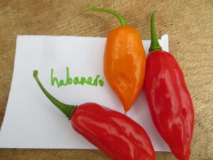 The well-known Mexican cultivar, Habanero, has orange, lantern-shape, 5cm long and 2-3cm wide fruit with a smoky flavour. Origin: Mexico. OGL Heat Rating: 10+