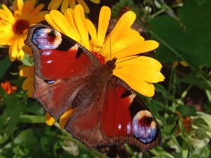 Overhead view of a large orange, brown, purple and yellow-colour butterfly with open wings on a bright yellow flower