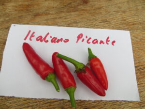 Italiano Picante produces plenty of small, 1.5-2.5cm-long pods that are ideal for arrabbiata sauce. Origin: Italy. OGL Heat Rating: 4