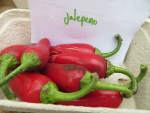 Jalapeno is named for the town of Jalapa/Xalapa. The mild bullet-shape pepper is 3-4cm long and ideal raw in salsas or pickled. Origin: Mexico
OGL Heat Rating: 1