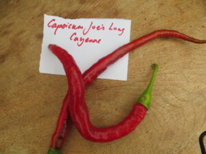 Joe's long Cayenne is thought to have originated in Italy. Our seeds came via an Australian heirloom seed company. Pods 15-25cm. Origin: Australia. OGL Heat Rating: 4