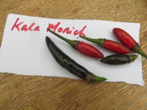 Kala Morich is hot, ripens to black and measure 2-3cm long. Origin: Bangladesh. OGL Heat Rating: 8