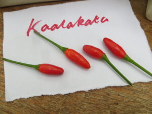 The 1-1.5cm-long Kaalakata pods pack a big punch of heat and flavour. Origin: Angola. OGL Heat Rating: 8