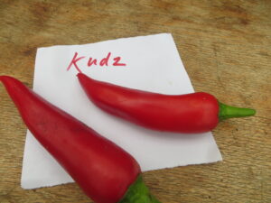 Kudz has red fruit, 4-6cm long and 1-1.5cm wide. Origin: Turkey OGLHeat Rating: 4