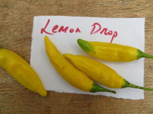 Lemon Drop is popular in Peru, due to its citrus-like flavour. Origin: Peru. OGL Heat Rating: 5