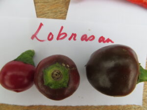 At 4cm in length and width, the Lobrasan pods are a fleshy, cherry-type fruit that ripens early. Origin: Croatia. OGL Heat Rating: 2