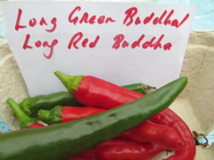 Long Green Buddha is mild and excellent in salsa when green. It's 9-12 cm in length and red when ripe. Origin: India. OGL Heat Rating: 1