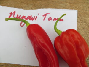 Vibrant red/orange in colour, Nungwi Tamu pods are 3-4cm long. Origin: Zanzibar. OGL Heat Rating: 9