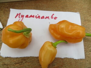 Lively Nyamirambo is from a district of Kigali in Rwanda. Origin: Rwanda. OGL Heat Rating: 7