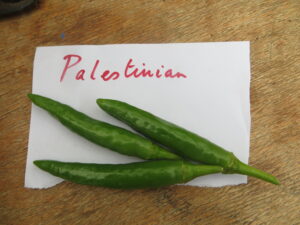 The Palestinian pepper is mild, green and 3-5cm long. Origin: Palestine. OGL Heat Rating: 1