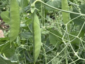 Pea pods on a healthy plant with lots of peas ready to harvest