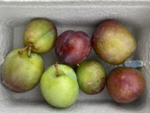 A cardboard punnet of green and red plums.