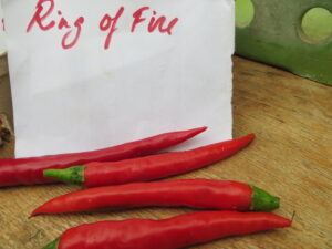 Ring Of Fire is a long thin cayenne chilli that ripens early, crops heavily and is ideal for growing in UK gardens. 8-10cm pods. Origin: USA. OGL Heat Rating: 8