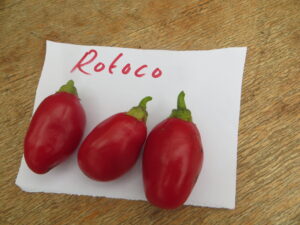 Rocoto is from the least common species of cultivated Capsicum. The hairy plant yields lots of 5cm-long red pods with hard black seeds. Origin: Peru. OGL Heat Rating: 4