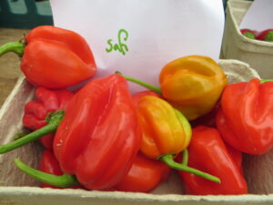 Safi ripens to orange. Origin: Africa