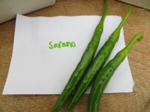 The Serrano pepper is from the highlands around the town of Puebla, Mexico. The pods are an ingredient in the famous Mole Poblano sauce. Origin: Mexico. OGL Heat Rating: 3
