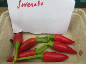 Soverato comes from around Soverato, Italy, and is probably the only chilli cultivar with its own festival - the Festival del Pepperoncino Soverato. Origin: Italy. OGL Heat Rating: 4
