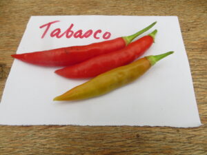 The Tabasco chilli is behind the iconic sauce, made in Louisiana, USA, with a recipe from the Mexican county of Tabasco. Origin: Mexico. OGL Heat Rating: 4