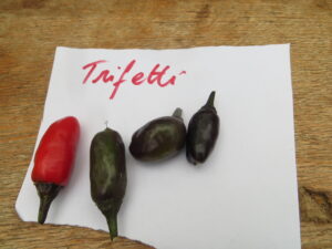 Trifetti is on the endangered list at the Heritage Seed Library. Also known as Purple Tiger, the plant has small pods that ripen from dark purple to red. Origin: USA OGL Heat Rating: 5