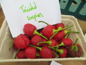 Trinidad Scorpion Butch T is around 1,500,000 SHU, this is the world’s second hottest chilli. The pointed end is said to resemble a scorpion’s stinger, hence the name. Although, it could be due to the unbelievable tongue-sting from eating one. Origin: Trinidad & Tobago. OGL Heat Rating: Off the scale!