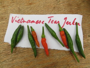 Vietnamese Tear Jerker has intense heat. Origin: Vietnam.