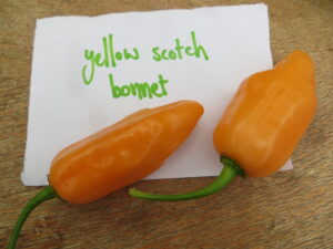 Yellow Scotch Bonnet is a key component of jerk seasoning. It is very hot and slightly sweet. Origin: Caribbean. OGL Heat Rating: 10+